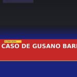 detectan-en-nl-primer-caso-de-gusano-barrenador-en-oso-negro-cover