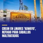 crean-en-linares-kawayo-refugio-para-caballos-maltratados-cover
