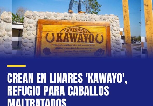 crean-en-linares-kawayo-refugio-para-caballos-maltratados-cover