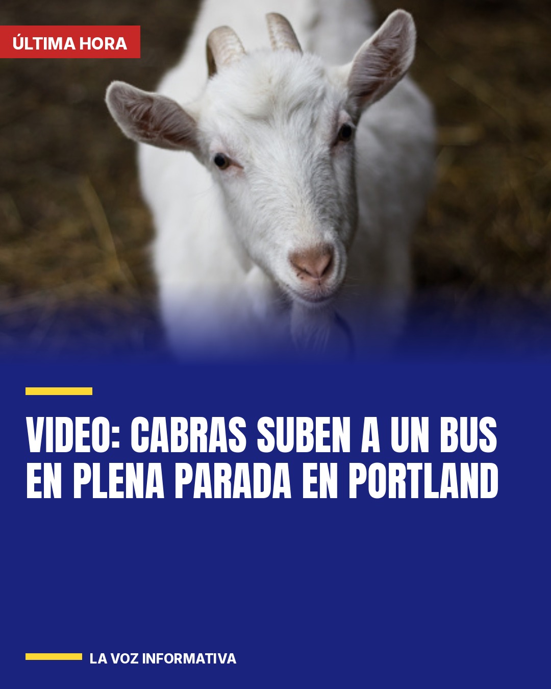 video-cabras-suben-a-un-bus-en-plena-parada-en-portland-cover