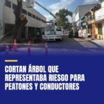 cortan-arbol-que-representaba-riesgo-para-peatones-y-conductores-cover