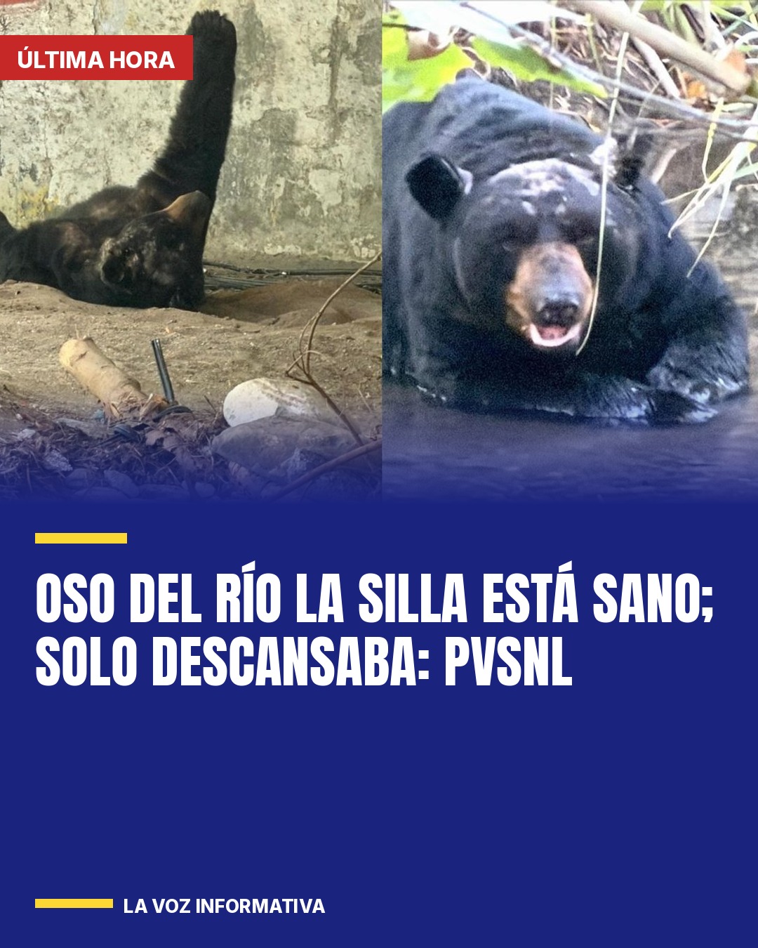 oso-del-rio-la-silla-esta-sano-solo-descansaba-pvsnl-cover