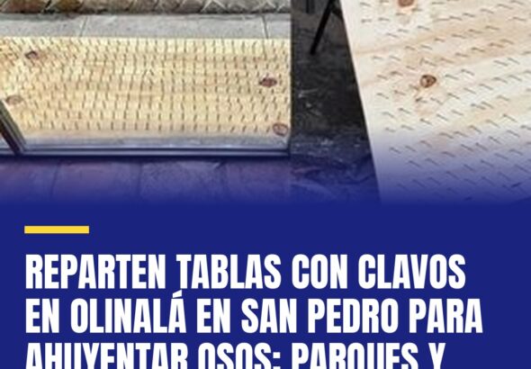 reparten-tablas-con-clavos-en-olinala-en-san-pedro-para-ahuyentar-osos-parques-y-cover