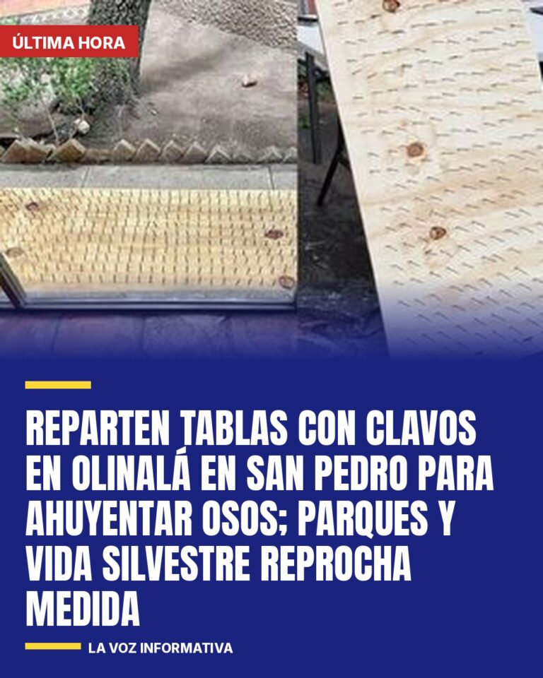 reparten-tablas-con-clavos-en-olinala-en-san-pedro-para-ahuyentar-osos-parques-y-cover