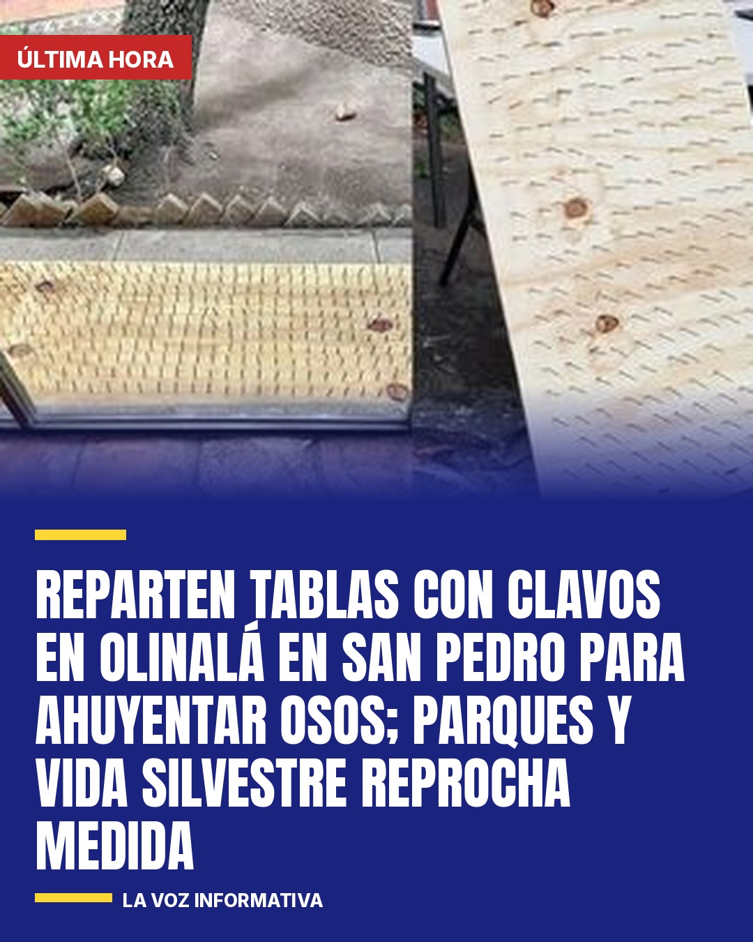 reparten-tablas-con-clavos-en-olinala-en-san-pedro-para-ahuyentar-osos-parques-y-cover