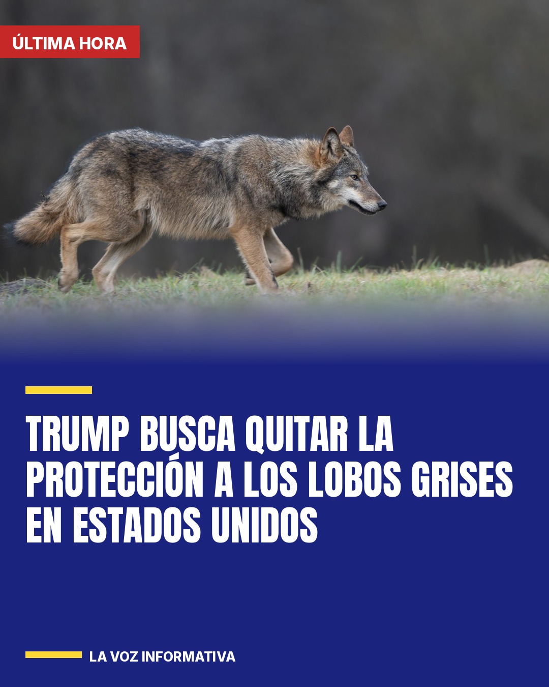 trump-busca-quitar-la-proteccion-a-los-lobos-grises-en-estados-unidos-cover