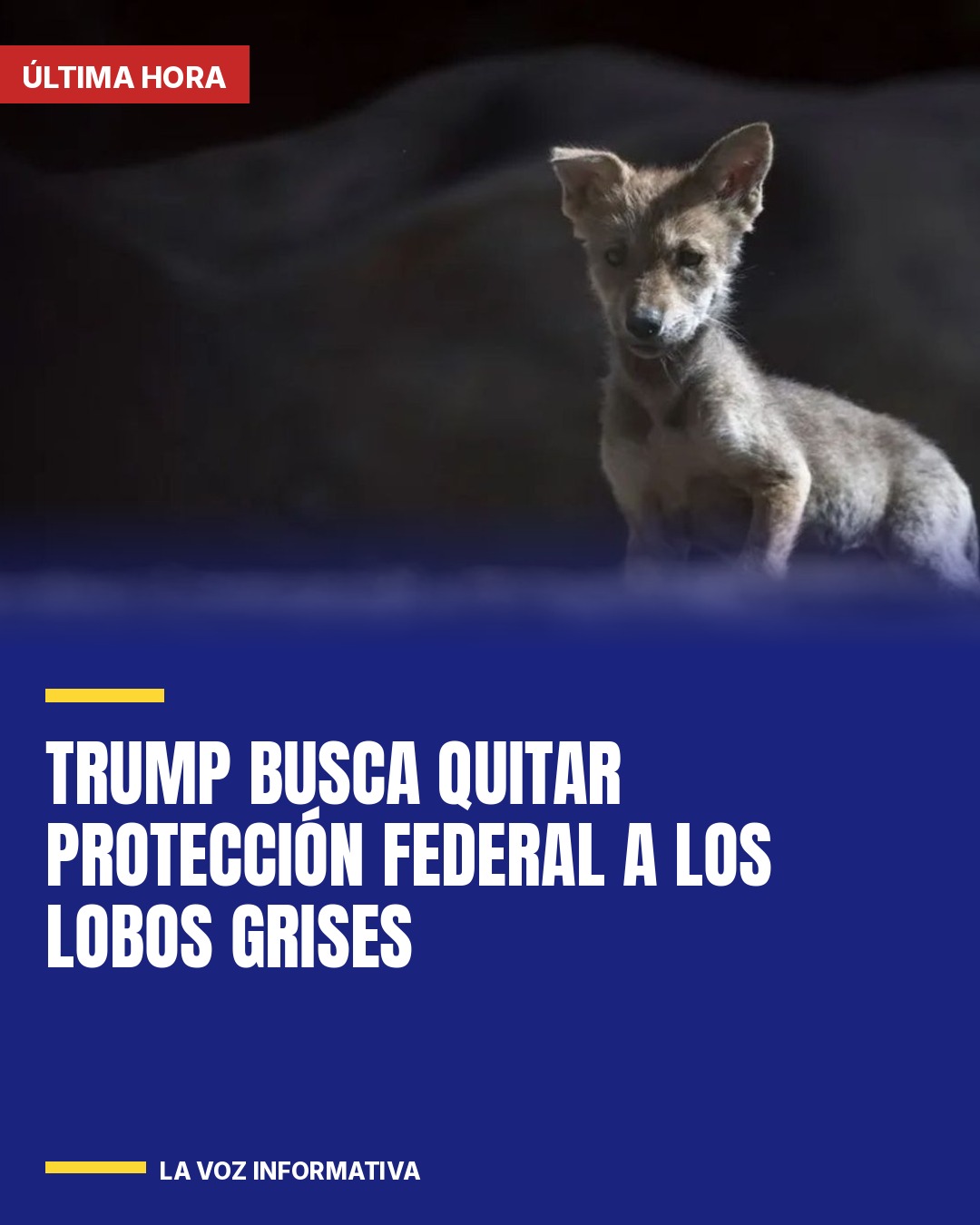trump-busca-quitar-proteccion-federal-a-los-lobos-grises-cover