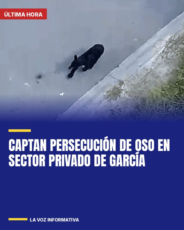 captan-persecucion-de-oso-en-sector-privado-de-garcia-cover