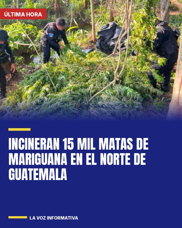 incineran-15-mil-matas-de-mariguana-en-el-norte-de-guatemala-cover