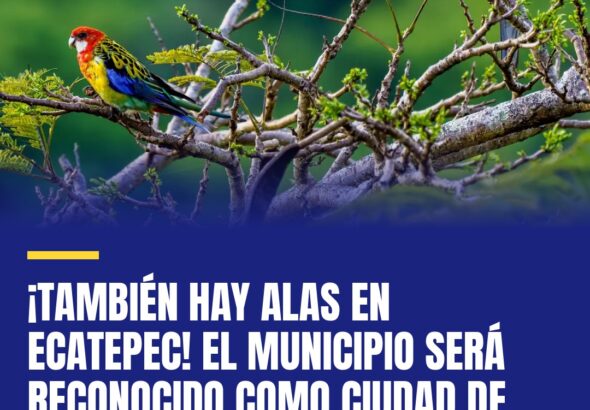 tambien-hay-alas-en-ecatepec-el-municipio-sera-reconocido-como-ciudad-de-las-ave-cover