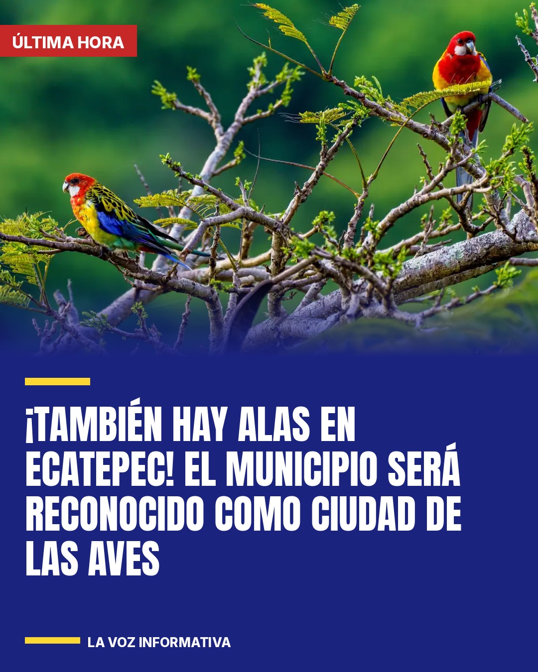 tambien-hay-alas-en-ecatepec-el-municipio-sera-reconocido-como-ciudad-de-las-ave-cover